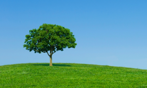 青空の下に立つ一本の木と緑の丘、持続可能な社会を象徴